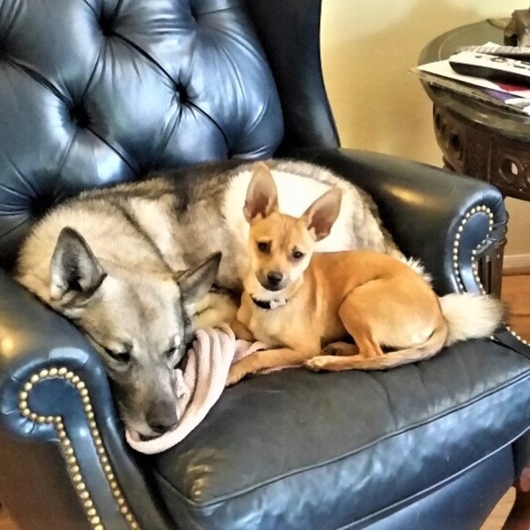 Meet your Posher, Darcy - Picture 3 of 6